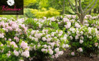 Rhododendron micranthum ´Nugget by Bloombux®´ P 11, EXLUSIV !! NOVINKA !! - rhododendron bloombux m087267 h 0