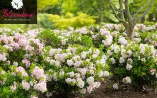 Rhododendron micranthum ´Bloombux´ ® – INKARHO , EXKLUSIV !! - rhododendron bloombux m087267 h 0