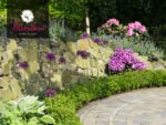 Rhododendron micranthum ´Bloombux´ ® – INKARHO , EXKLUSIV !! - Image 6