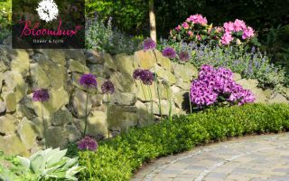 Rhododendron micranthum ´Bloombux´ ® – INKARHO , EXKLUSIV !! - rhododendron bloombux m087267 w 0