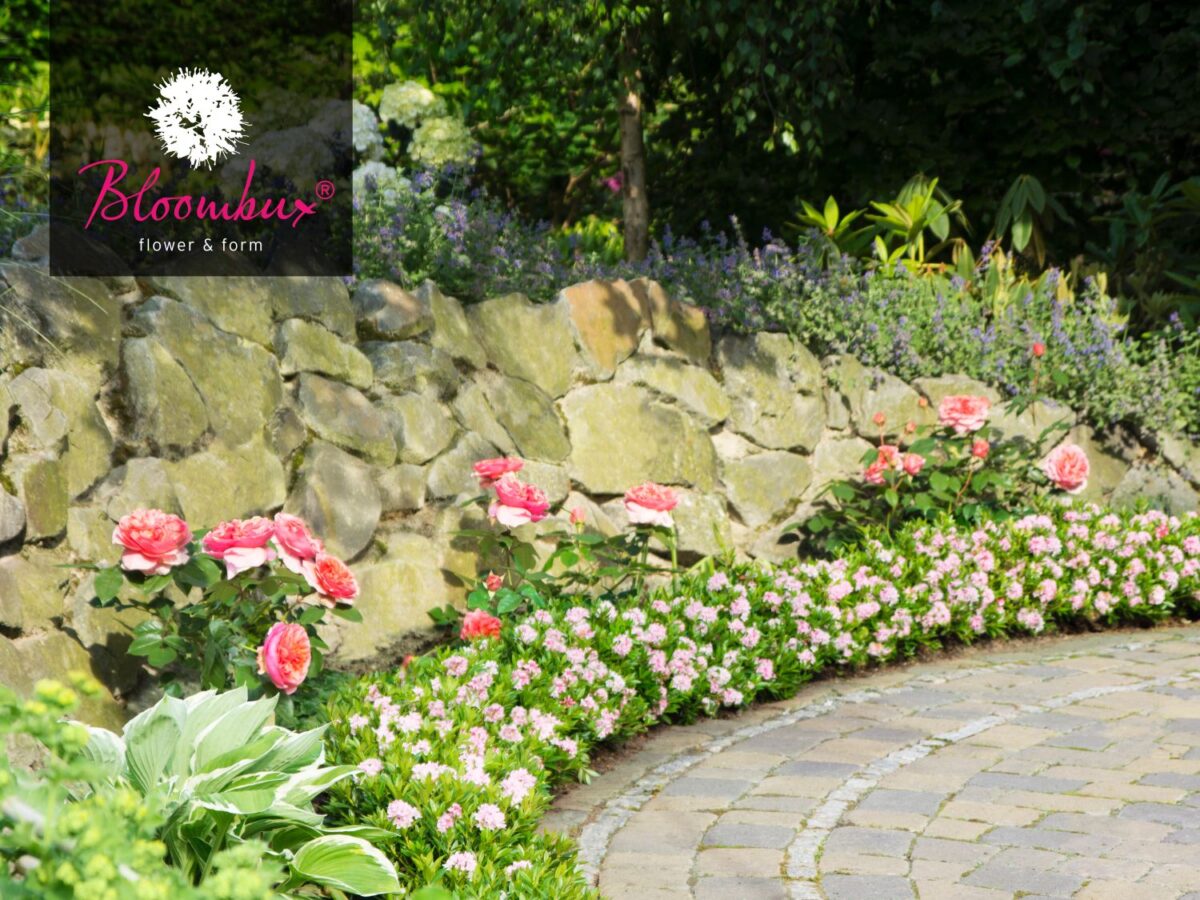 Rhododendron micranthum ´Bloombux´ ® – INKARHO , EXKLUSIV !! - Image 7
