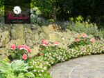 Rhododendron micranthum ´Bloombux´ ® – INKARHO , EXKLUSIV !! - Image 7