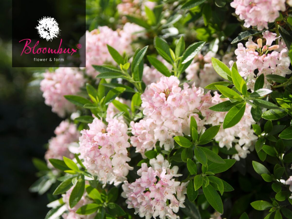 Rhododendron micranthum ´Bloombux´ ® – INKARHO , EXKLUSIV !! - Image 8