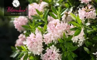 Rhododendron micranthum ´Bloombux´ ® – INKARHO , EXKLUSIV !! - rhododendron bloombux m087267 w 2