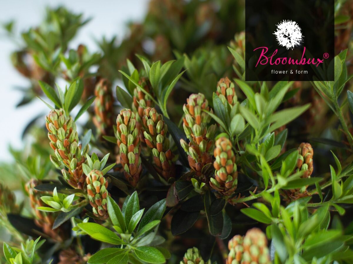 Rhododendron micranthum ´Bloombux´ ® – INKARHO , EXKLUSIV !! - Image 9