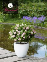 Rhododendron micranthum ´Bloombux´ ® – INKARHO , EXKLUSIV !! - Image 10