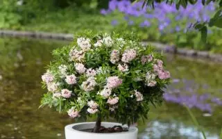 Rhododendron micranthum ´Bloombux´ ® – INKARHO , EXKLUSIV !! - rhododendron bloombux m087267 w 4
