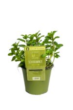 BYLINKY Mentha piperita Chocolate