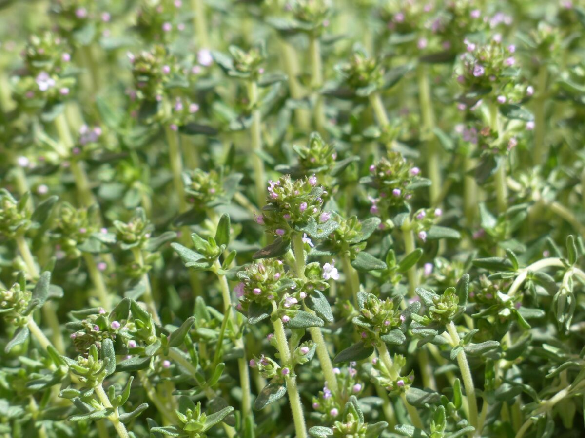 BYLINKY Thymus vulgaris Faustinoi_P 14 - Image 5