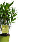 Laurus nobilis | Vavřín ušlechtilý
