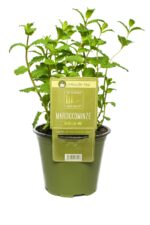 BYLINKY Mentha spic. Maroc.–marocká máta, P14