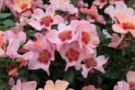 Rosa persica 'FOR YOUR EYES ONLY'® - Image 3
