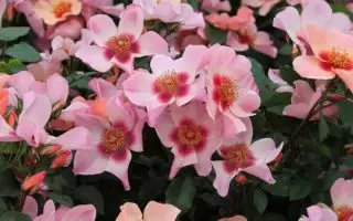Rosa persica FOR YOUR EYES ONLY, P26, KM 70 CM - 2276203 3 720x600