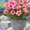 Rosa persica 'FOR YOUR EYES ONLY'® - C 3L