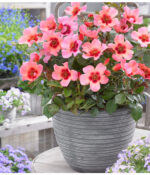 Rosa persica 'FOR YOUR EYES ONLY'®