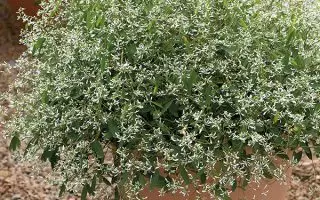 Euphorbia hypericifolia Silver Fog, P 12 - EUP 018z