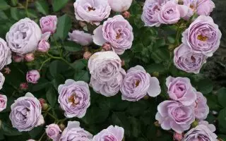 Nejkrásnější růže světa Kordes®