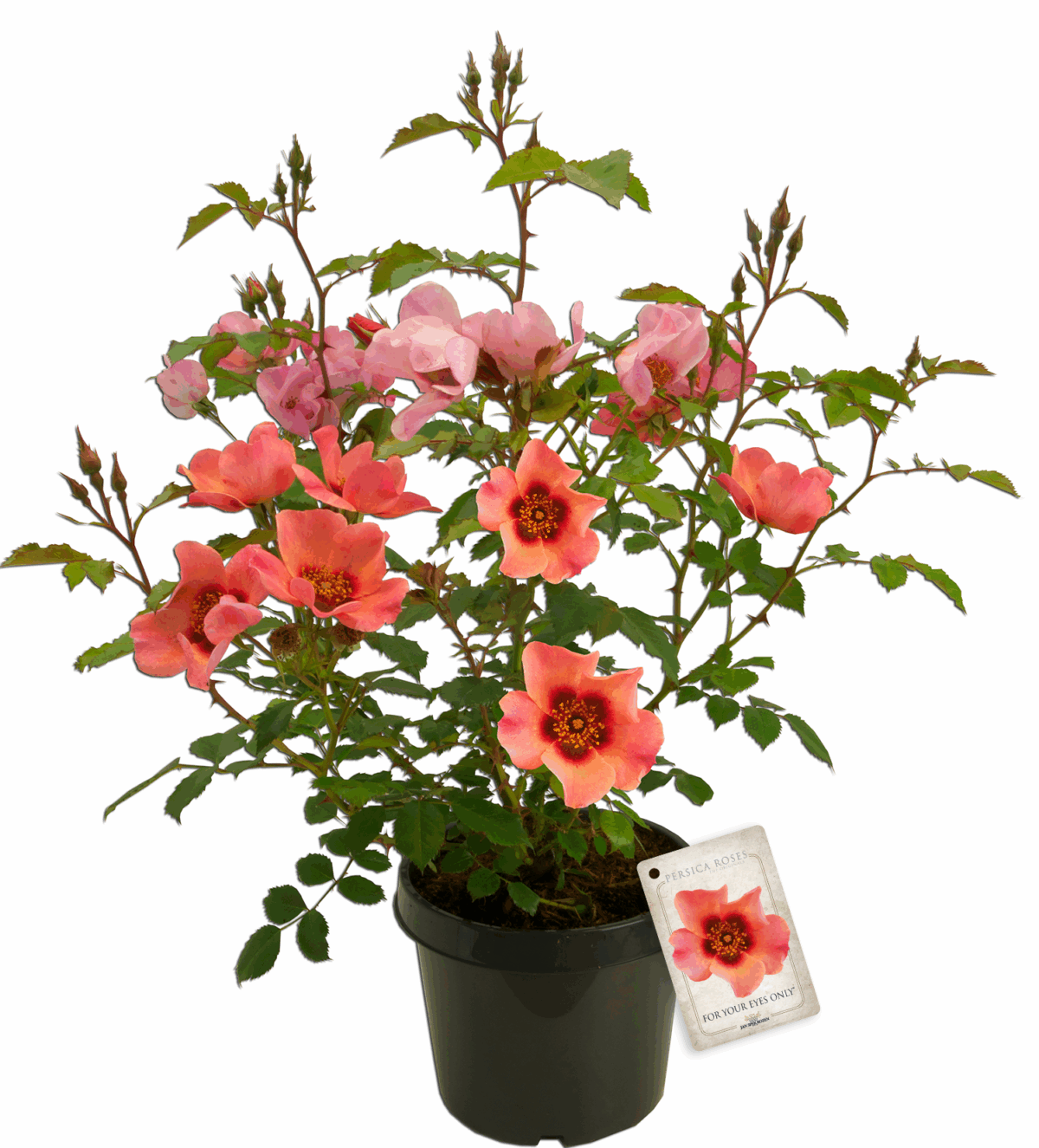 Rosa persica 'FOR YOUR EYES ONLY'® - Image 5
