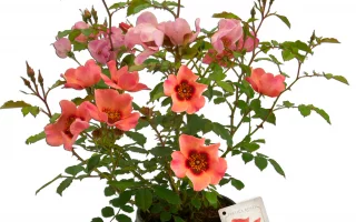 Rosa persica 'FOR YOUR EYES ONLY'® - Persica roses® For your eyes only