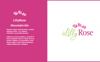Rosa ´Lilly Rose Wonder 5´ - Rosa Lilly Rose 3