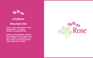 Rosa ´Lilly Rose Wonder 5´ - Rosa Lilly Rose 3
