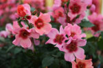 Rosa persica 'FOR YOUR EYES ONLY'® - Image 2