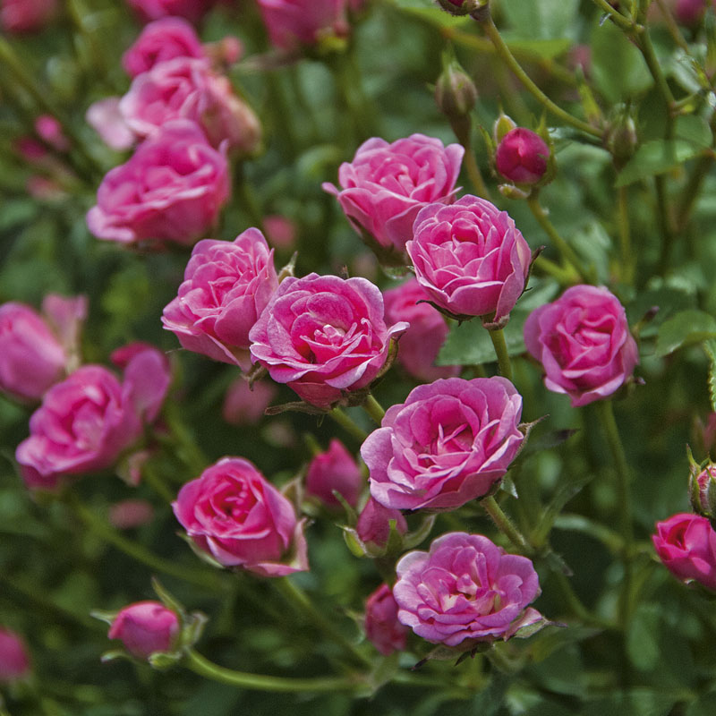 Rosa ´Lilly Rose Wonder 5´ - lillyrose bluete