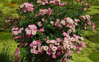 Rosa ´Lilly Rose Wonder 5´ - lillyrose gartenteich