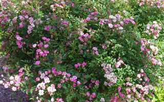Rosa ´Lilly Rose Wonder 5´ - lillyrose kuebel