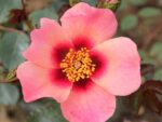 Rosa persica 'FOR YOUR EYES ONLY'® - Image 6