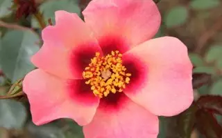 Rosa persica 'FOR YOUR EYES ONLY'® - rose for your eyes only resized 1