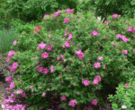 Rosa rugosa 'Rotes Meer' - Image 2