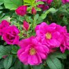 Rosa rugosa 'Rotes Meer' - C 2L
