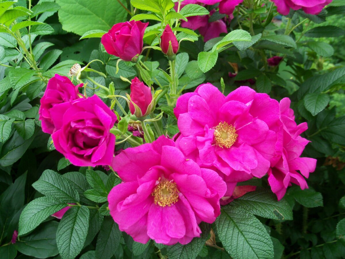 Rosa rugosa 'Rotes Meer' - Image 1