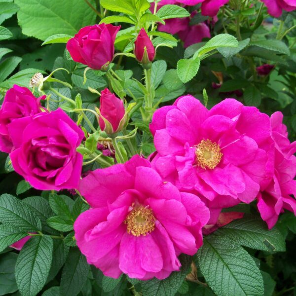 Rosa rugosa 'Rotes Meer'