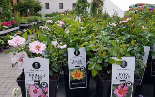 Rosa persica 'EYES FOR YOU'® - 34091254 1889036841394193 3195895855127199744 n
