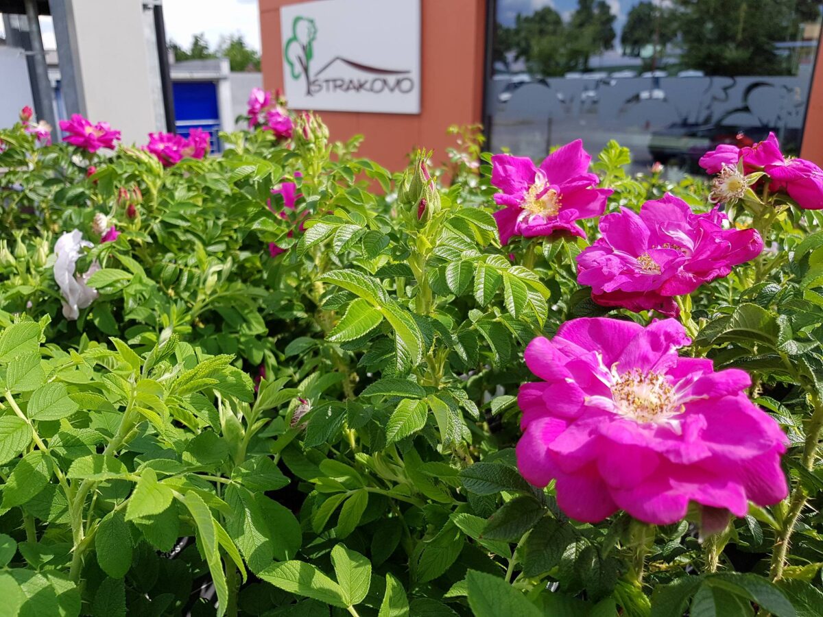 Rosa rugosa 'Rotes Meer' - Image 3