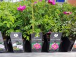 Rosa rugosa 'Rotes Meer' - Image 6