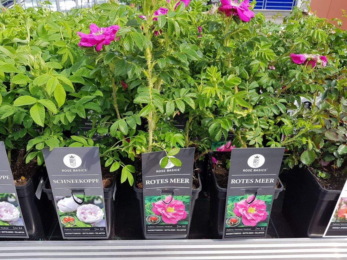 Rosa rugosa 'Schneekoppe' - Image 5