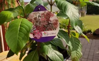 Fuchsia arborescens ´BERRY BLUE´ Mexická borůvka, P 14 - 35653556 1897959517168592 3044699983967158272 n