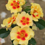 Rosa persica 'Eye of the Tiger'-stromková - Image 4