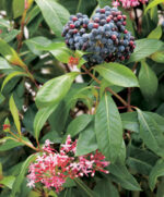 Fuchsia arborescens ´BERRY BLUE´ Mexická borůvka, P 14 - Image 3
