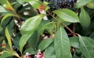 Fuchsia arborescens ´BERRY BLUE´ Mexická borůvka, P 14 - 85508 01 BAKIE 20150217135141