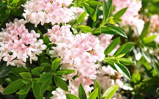 Rhododendron micranthum ´Nugget by Bloombux®´ P 11, EXLUSIV !! NOVINKA !! - 8903799537694