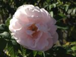 Rosa rugosa 'Schneekoppe' - Image 3