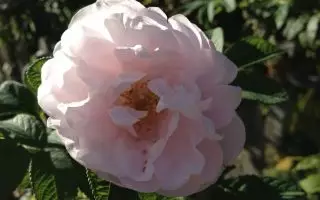 Rosa rugosa 'Schneekoppe' - 8f0fe641fcfca376a21e06612ebf97a5 table flower