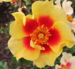 Rosa persica 'Eye of the Tiger'-stromková - Image 3
