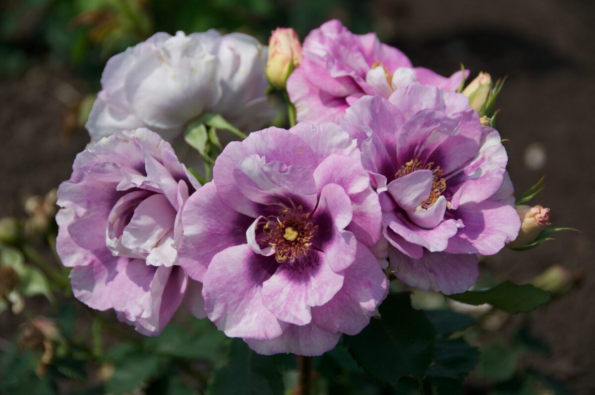 Rosa persica 'Eyes for you' - stromková - Image 3