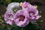 Rosa persica 'Eyes for you' - stromková - Image 3