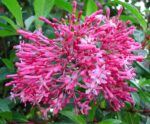 Fuchsia arborescens ´BERRY BLUE´ Mexická borůvka, P 14 - Image 2